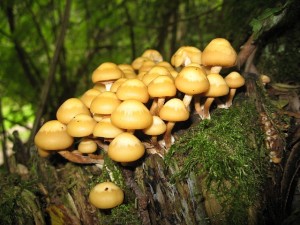 champignons dans une foret comestible