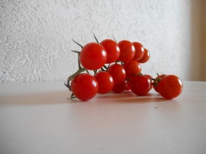 tomates cerises permaculteurs