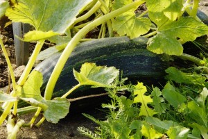 courgettes permaculteurs