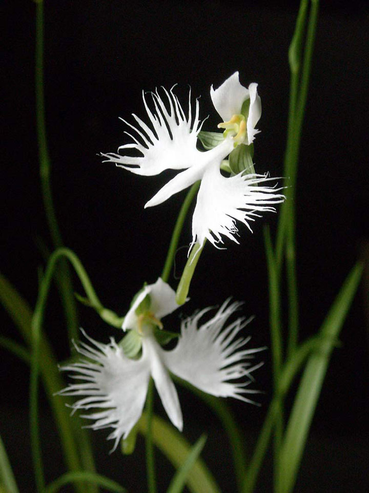 orchidee aigrette blanche