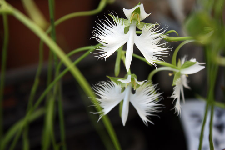 orchidee aigrette blanche3