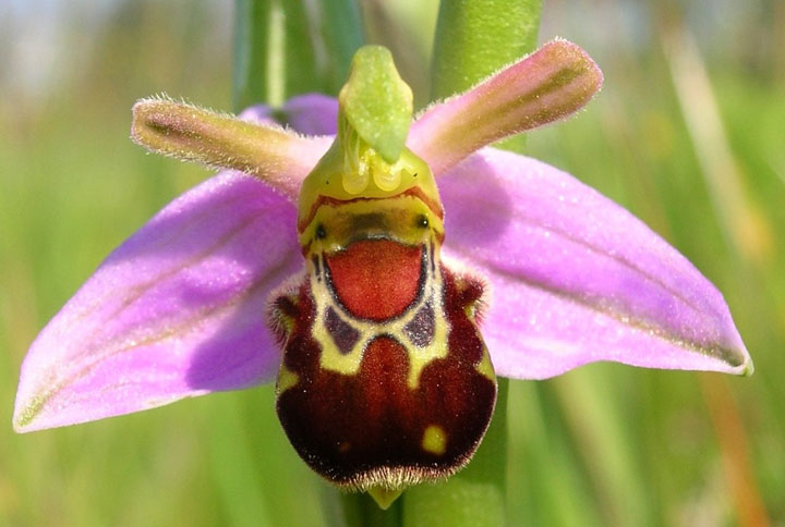 orchidee bourdon