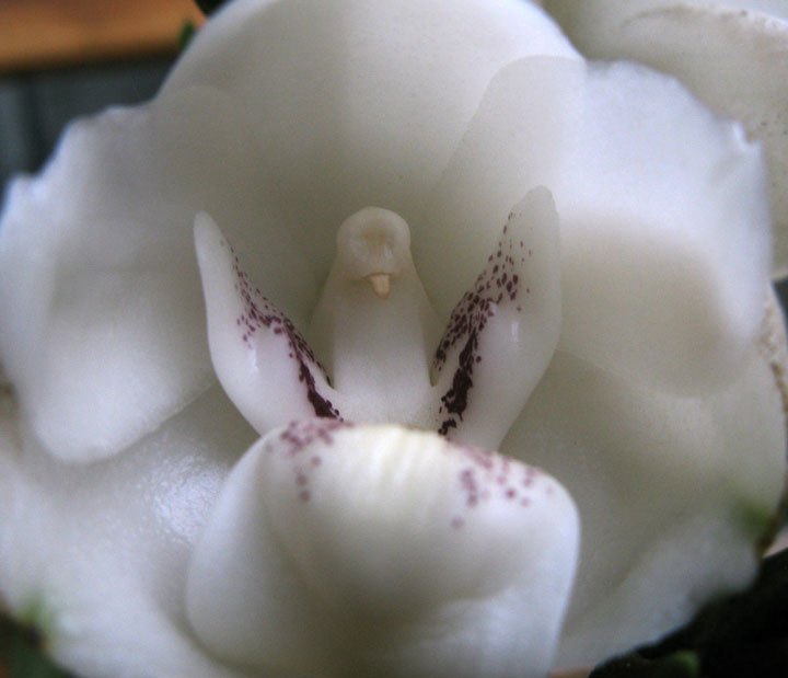 orchidee colombe2