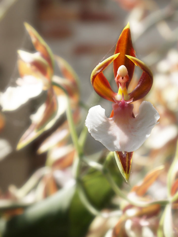 orchidee danseuse étoile