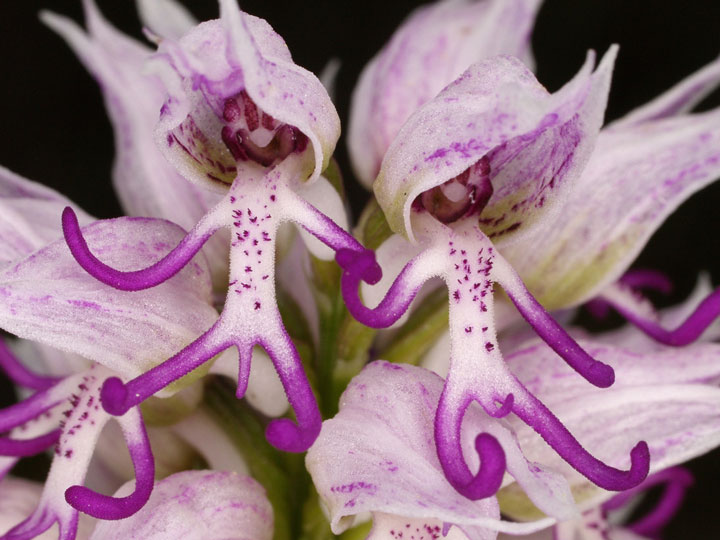 orchidee homnu 2