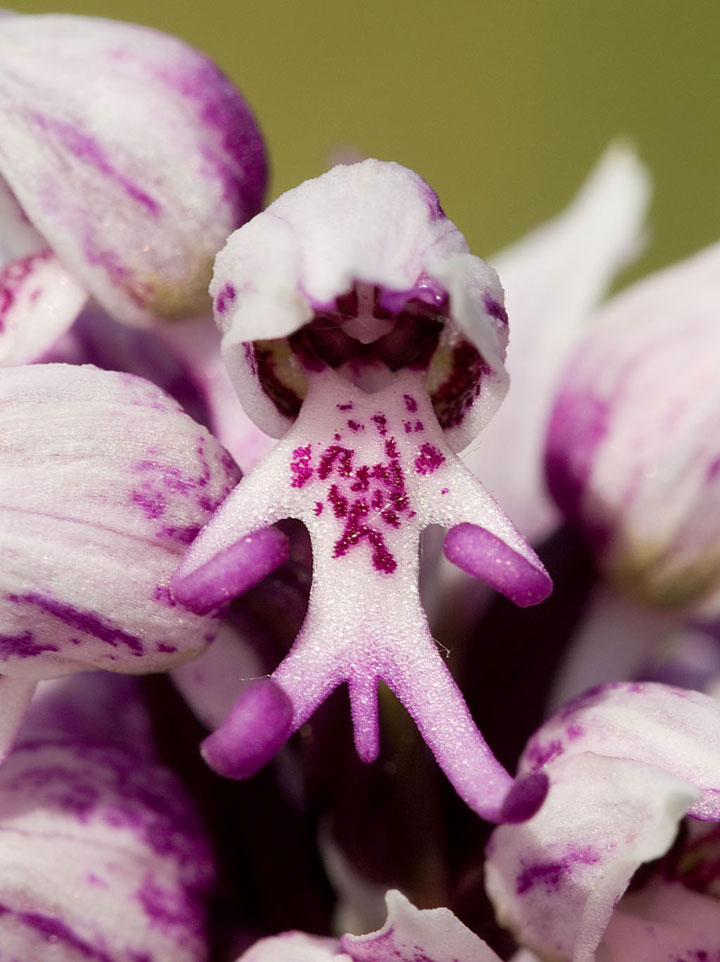 orchidee homnu 3