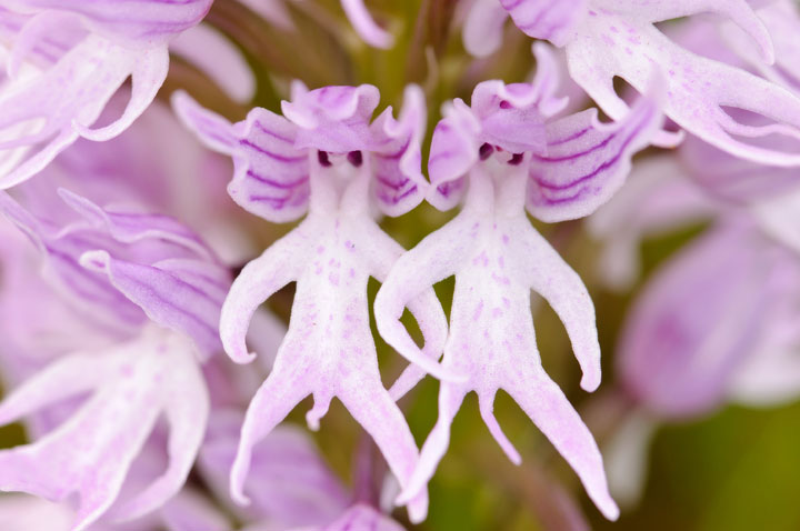 orchidee homnu