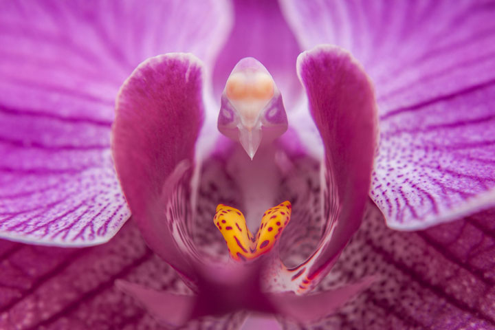 orchidee pap 3