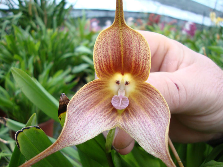 orchidee singe 2