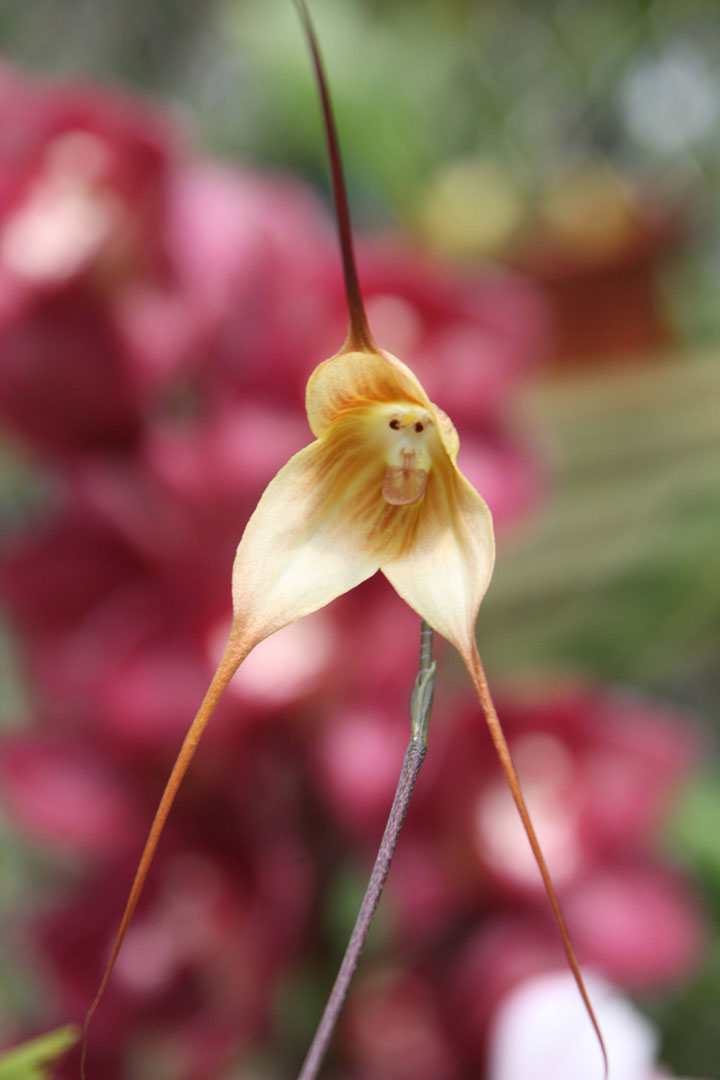 orchidee singe