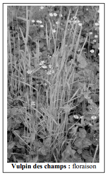 Guide des mauvaises herbes permaculteurs (43)